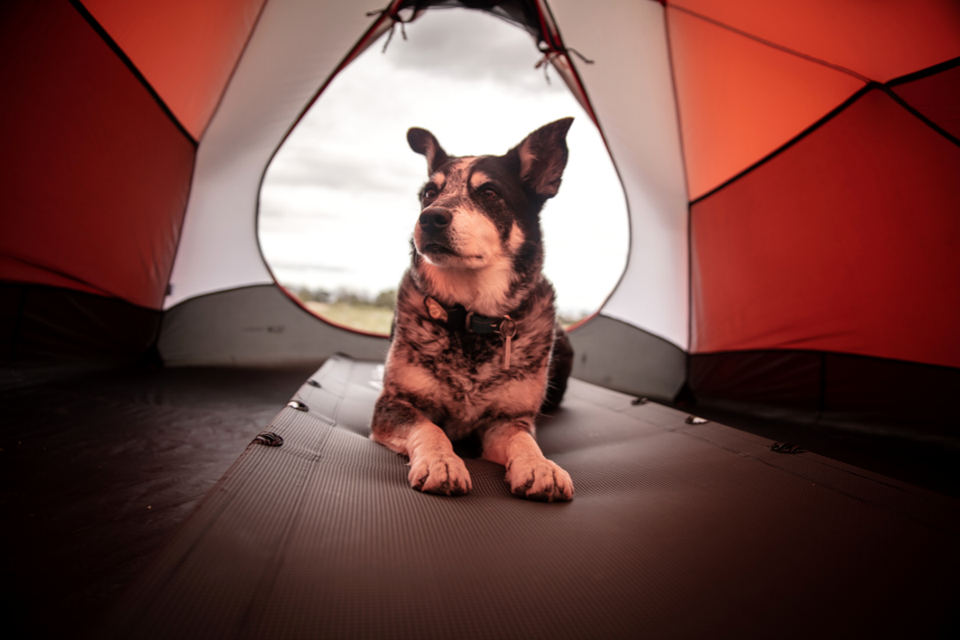 Dog in the tent / Photo by Patrick Hendry on Unsplash