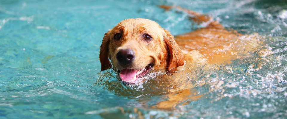Dog swims in the water