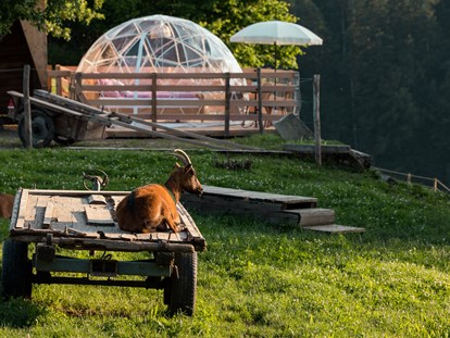 Luxury camping - Art der Unterkunft: Lodgezelt - Lebenshof im Emmental Adventurly Bubble-Suite auf Lebenshof im Emmental