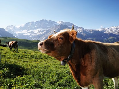 Luxuscamping - Bademöglichkeit für Hunde - Schweiz - Natur Traumnest Glamping - Hahnenmoos Adelboden