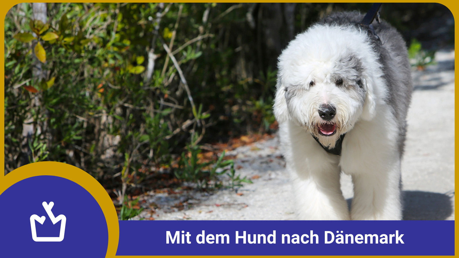 Consigli per le vacanze in campeggio con i cani in Danimarca - glamping.info