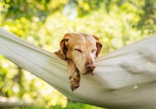 Go glamping with the dog