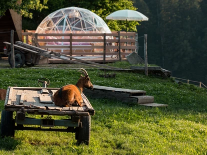 Luxury camping - Terrasse - Switzerland - Lebenshof im Emmental Adventurly Bubble-Suite auf Lebenshof im Emmental