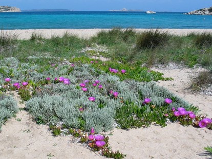 Luxuscamping - Umgebungsschwerpunkt: Strand - kinderfreundliche Sandstrände nur 10 Autominuten entfernt - Königszelt in Sardinien