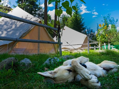 Luxuscamping - Lombardei - Camping Montorfano - Gäste mit Hunden sind hier willkommen - Camping Montorfano