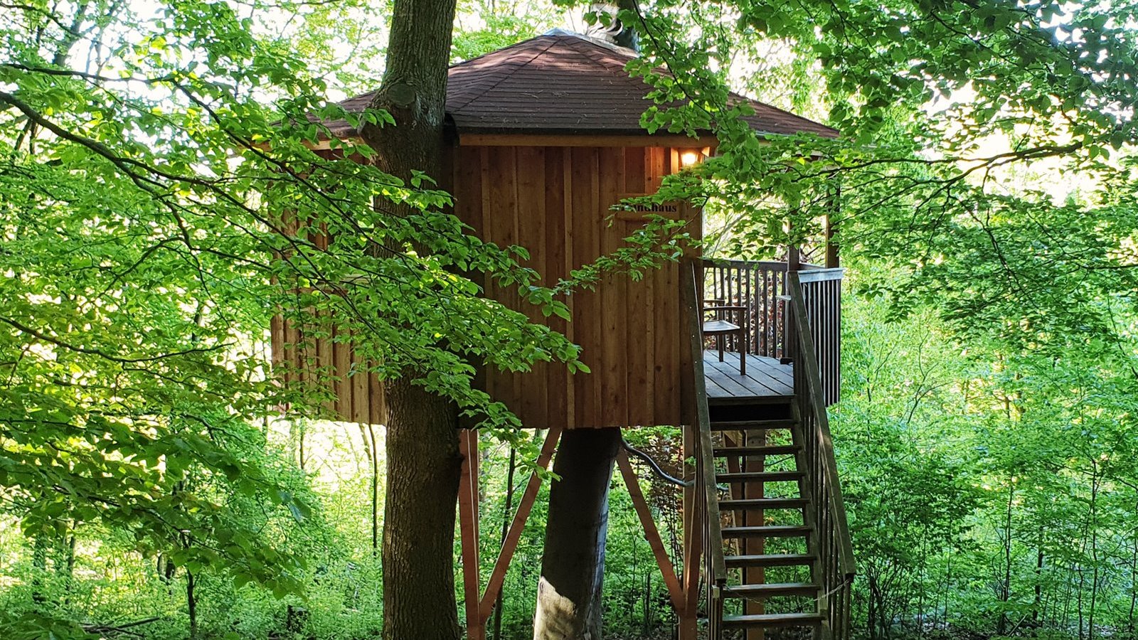 Glampingunterkunft: Baumhaus Rundhaus, hier wächst eine echte Buche durchs Baumhaus. - Baumhäuser & Baumzelte