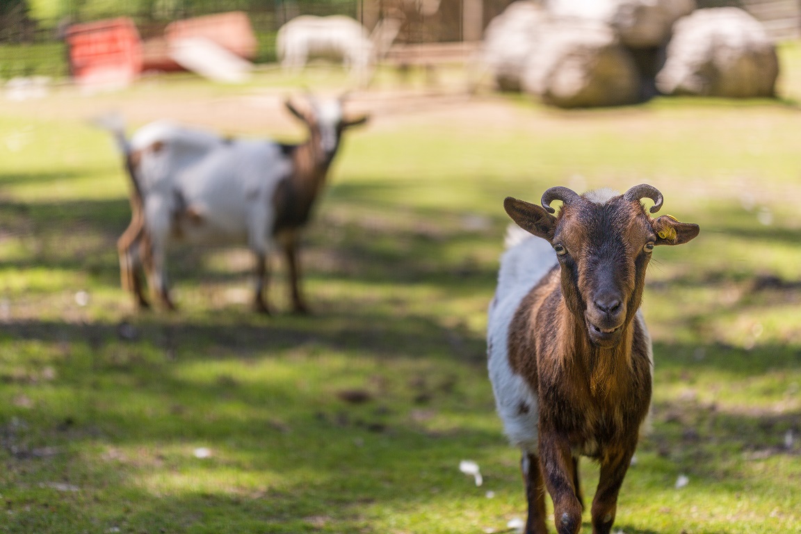 Glampingunterkunft: Alpine Lodges am Camping Olympia