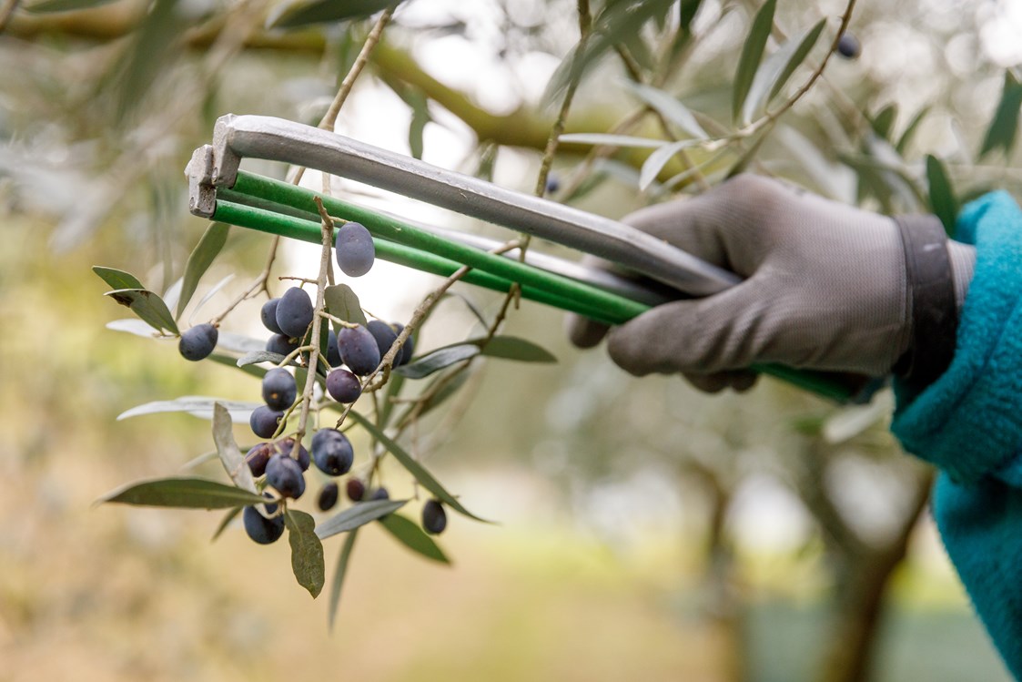Glampingunterkunft: Oliven pfluchen - Agriturismo Agricamping GARDA NATURA