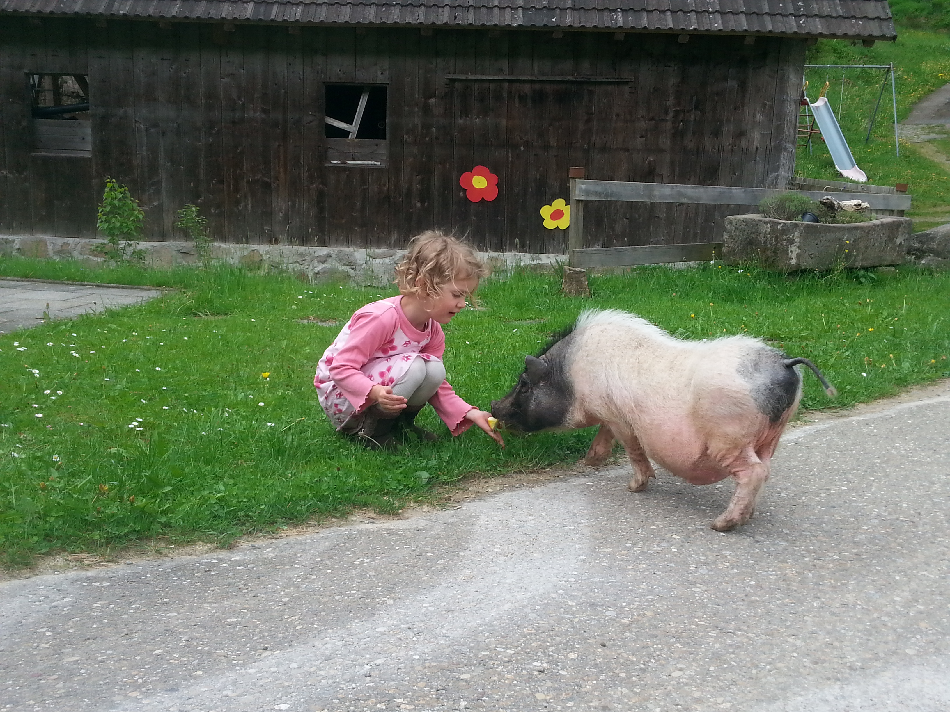 Glamping: Anna-Lena unsere Kleinste mit Paul unserem Hängebauchschwein - Vollmershof