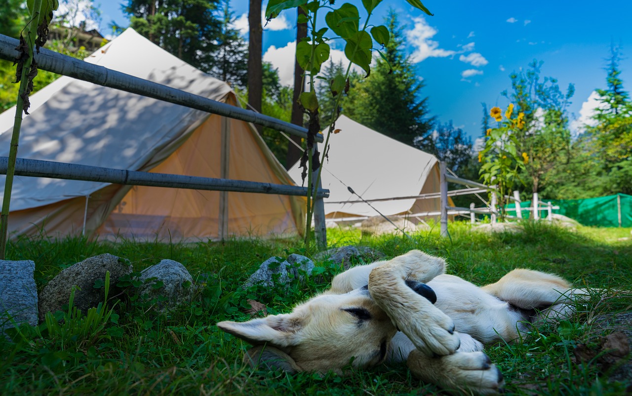 Glamping: Camping Montorfano - Gäste mit Hunden sind hier willkommen - Camping Montorfano