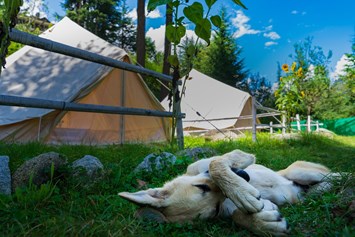Glamping: Camping Montorfano - Gäste mit Hunden sind hier willkommen - Camping Montorfano