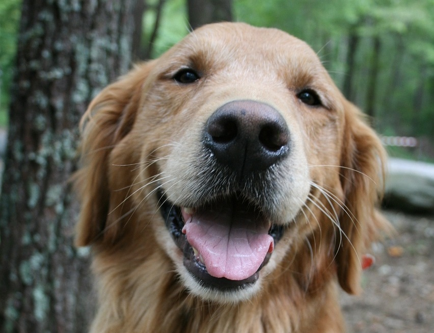 Glamping: Camping Montorfano - Wohlfühlurlaub für Ihre Lieblinge - Camping Montorfano