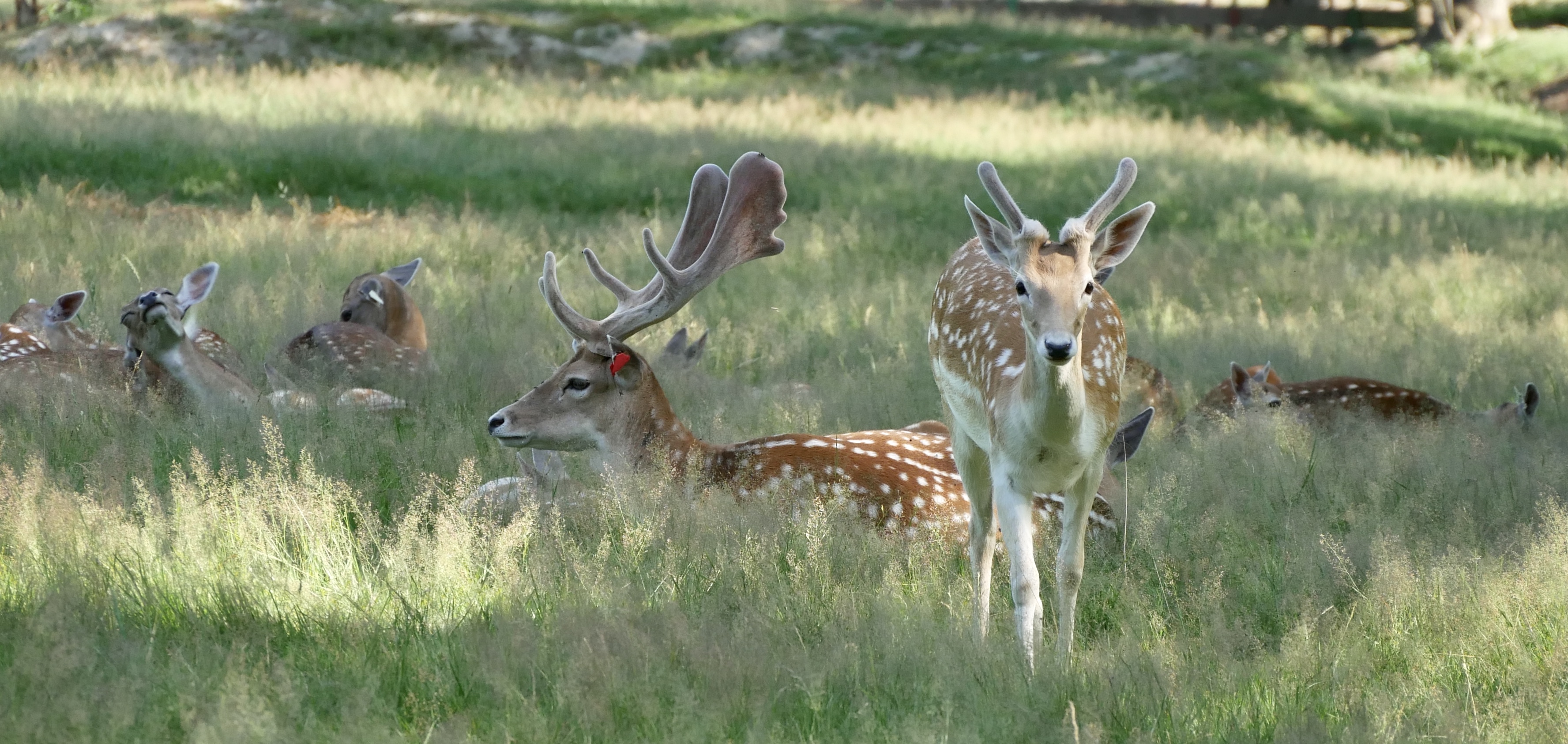 Luxuscamping - Art der Unterkunft: Bungalow - Frankreich - Tierpark - Domaine de la Dombes Mietunterkünfte Camping und Campingplätze in der Domaine de la Dombes
