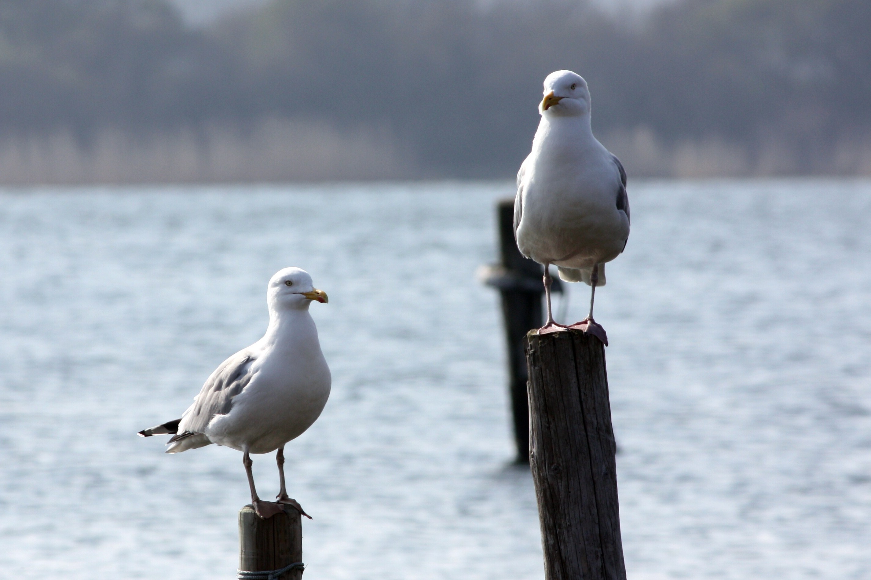 Glampingunterkunft: Glamping Caravan