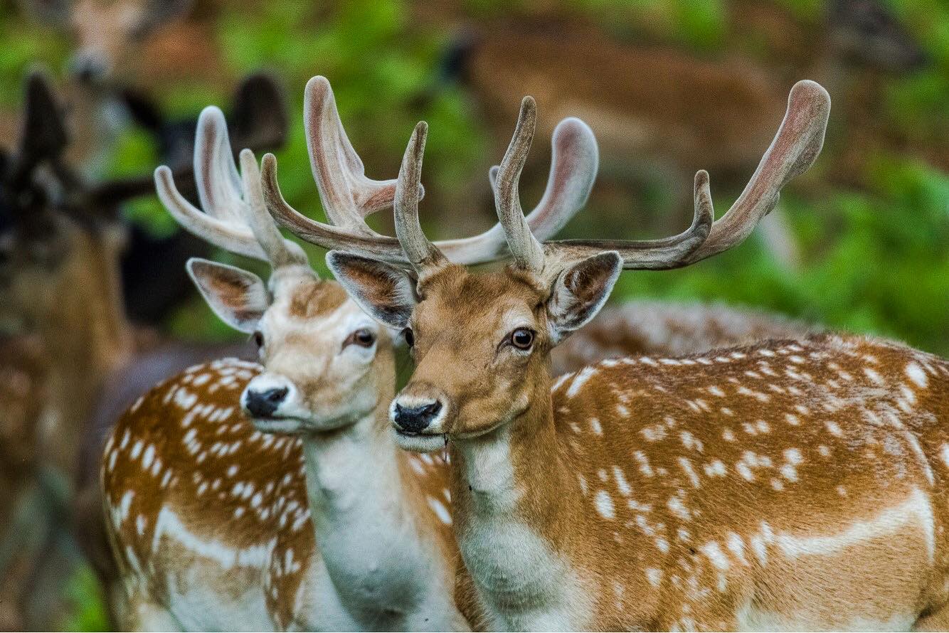 Glampingunterkunft: Holzhaus